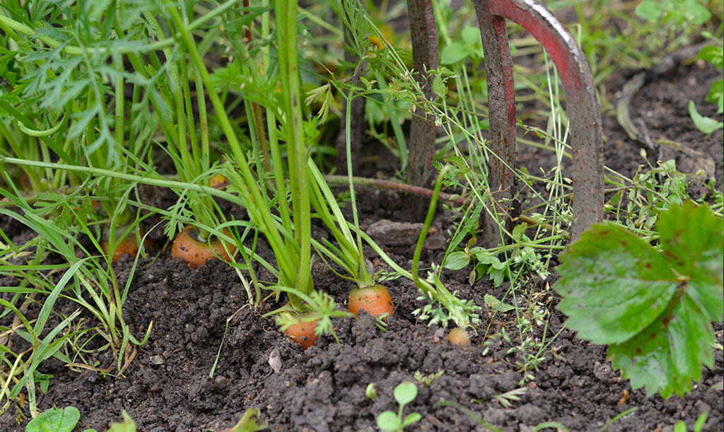 Gulerødder, som vokser i køkkenhaven. 